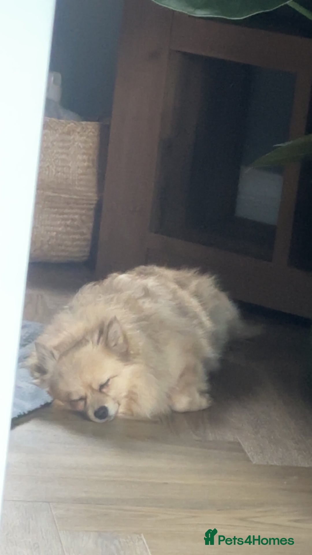 Pomeranian dogs for sale: 4 year old female Pomeranian- sky - Advert 7