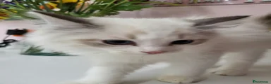 Ragdoll 2