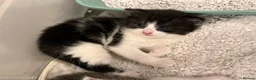Mixed Breed cats for sale: Gorgeous Kittens Looking for Loving Homes - Advert 14