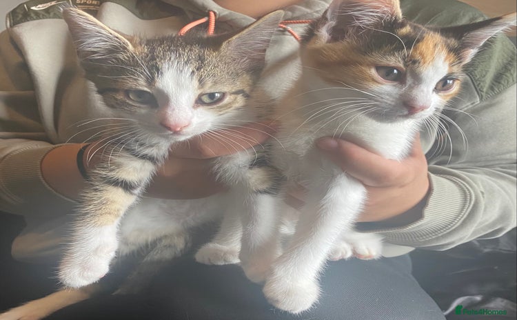 Mixed Breed cats - Advert 10