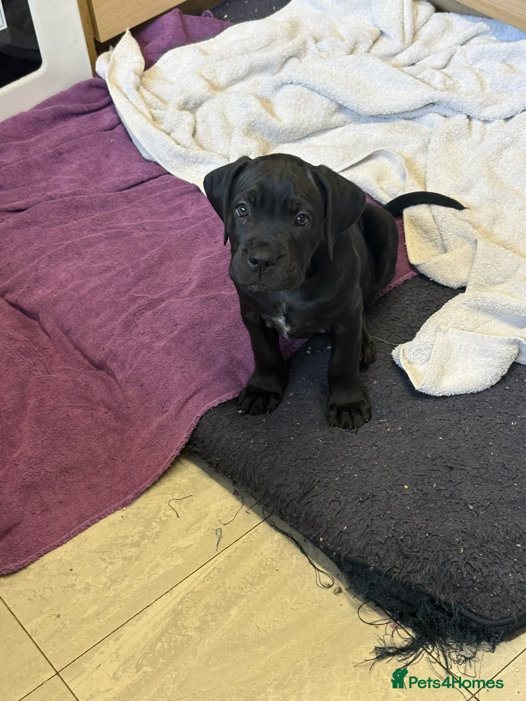 Cane Corso dogs for sale: Cane corso’s  - Advert 12