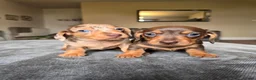Dachshund dogs for sale: KC registered miniture dachund puppies - Advert 3