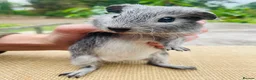 Guinea Pig rodents for sale: Guinea pigs for loving new homes - Advert 13