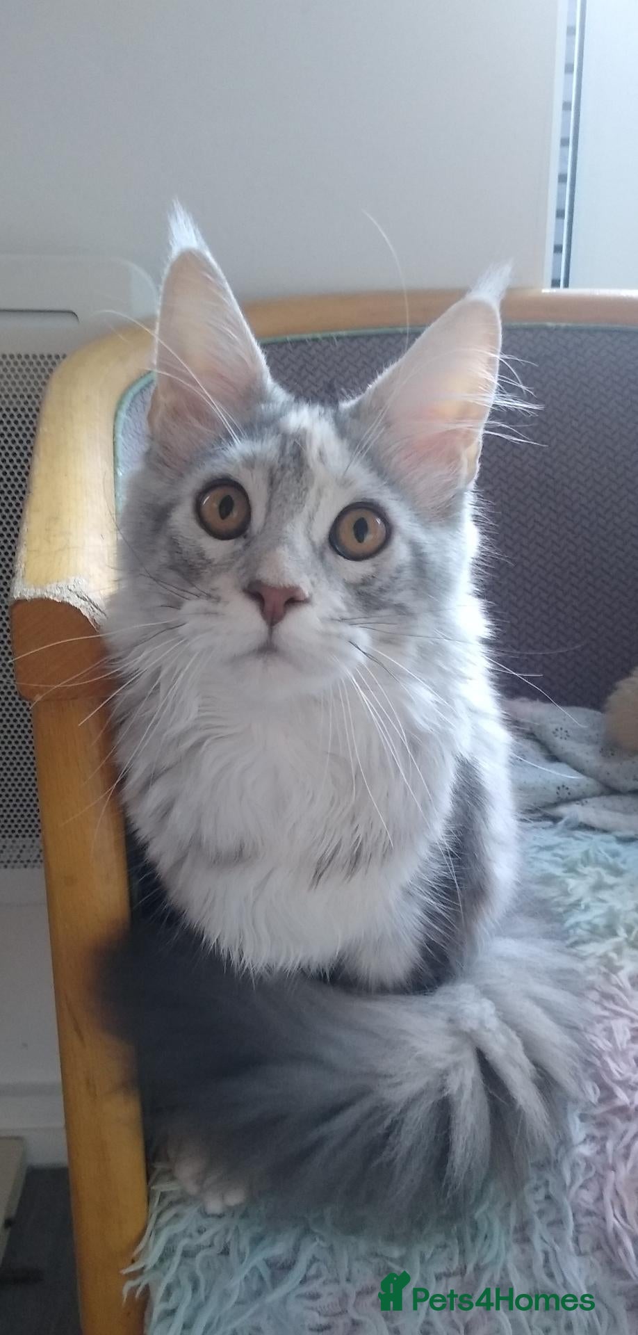 Maine Coon cats 🩷 Stunning Silver Girl – Last of the Litter 🩷 - Advert 2