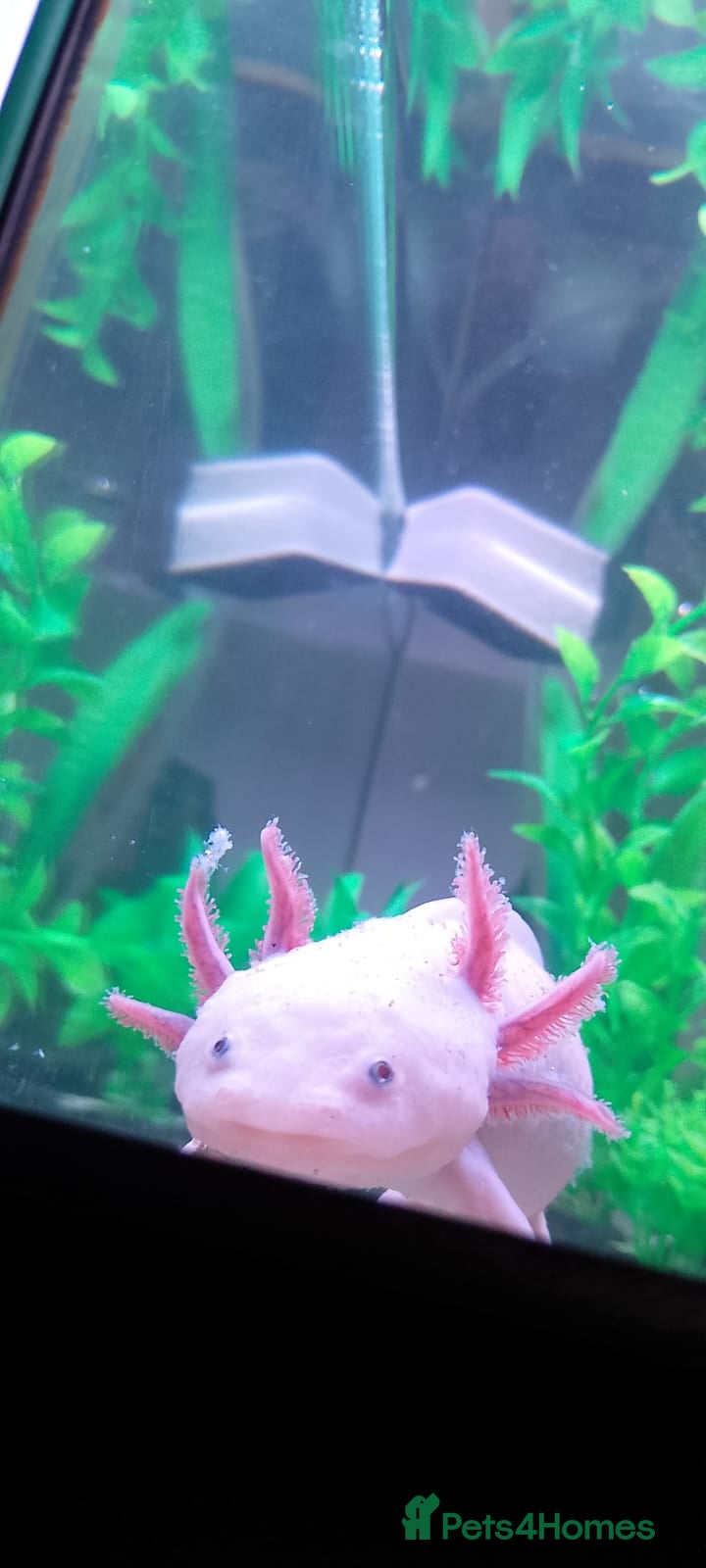 Axolotl reptiles Pink axolotl  - Advert 1