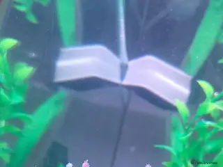 Axolotl reptiles Pink axolotl - Advert 1