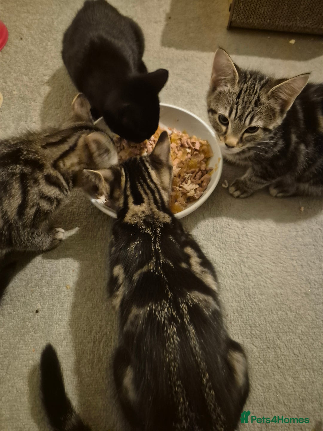 Mixed Breed cats for sale: 5 lovely affectionate kitten looking for home - Advert 8