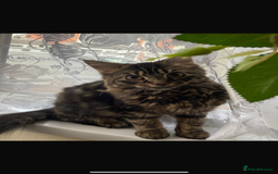 Siberian cats for sale: tabby cat - Image 1