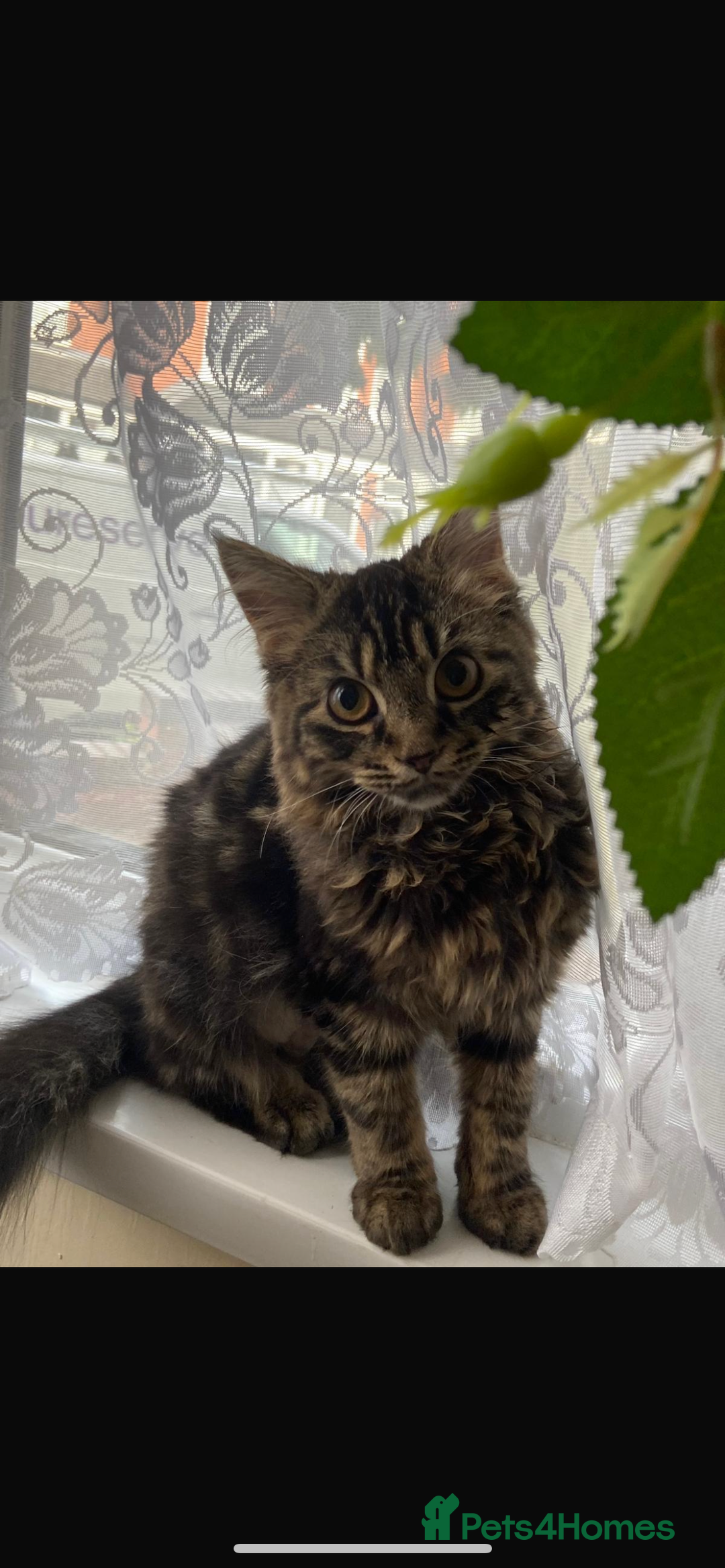 Siberian cats for sale: tabby cat - Image 1
