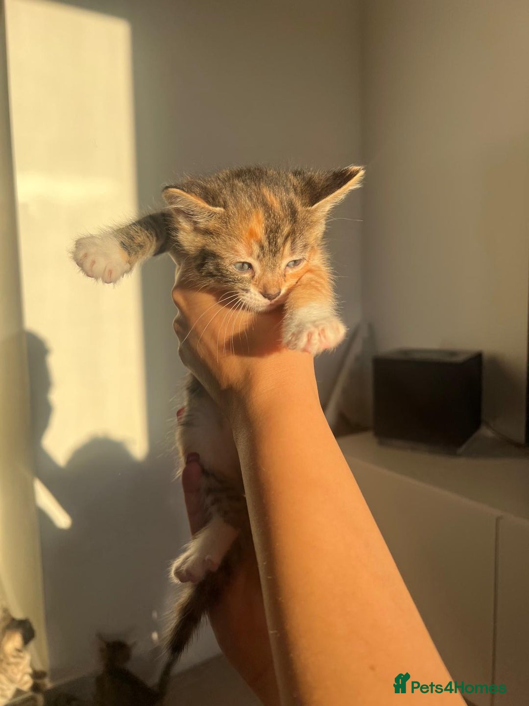 Bengal cats for sale: Beautiful Half Bengal Kittens - Advert 24