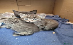 Mixed Breed cats for sale: 4 kittens available start of September  - Image 2