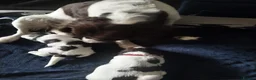 English Springer Spaniel dogs for sale: 2 beautiful ESS male puppies  - Advert 1