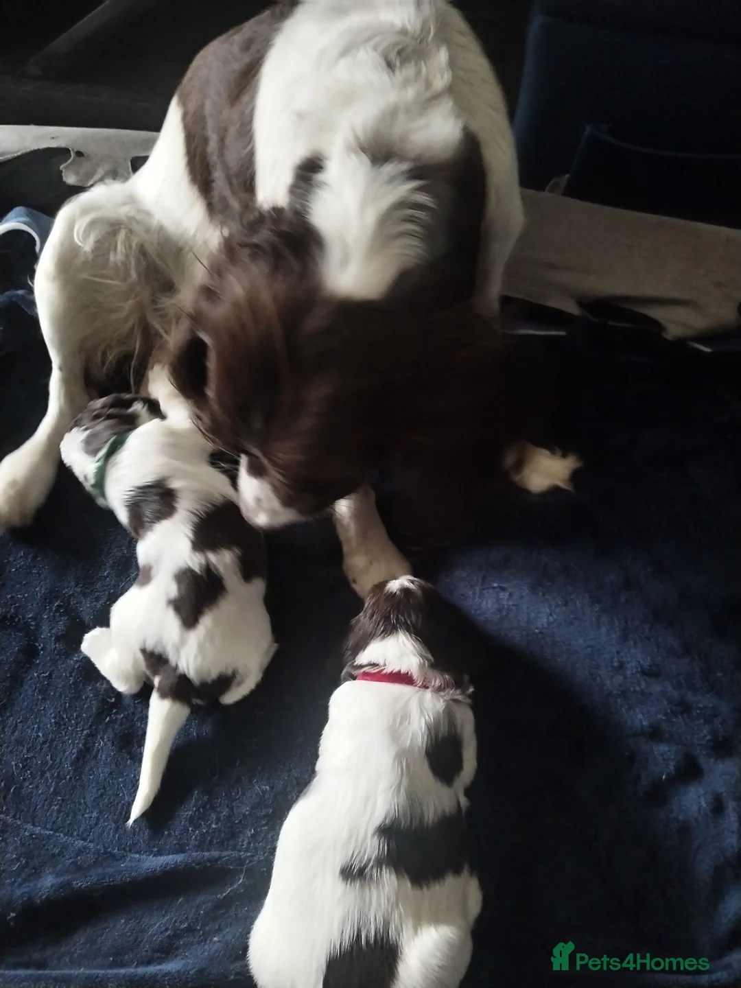 English Springer Spaniel dogs for sale: 2 beautiful ESS male puppies  - Advert 1