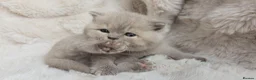 British Shorthair cats for sale: British Shorthair Champion Lines Kittens  - Advert 3