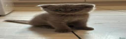 Scottish Fold cats for sale: Lilac Scottish fold kittens  - Advert 6