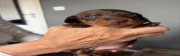Miniature Dachshund dogs for sale: Miniature Dachshund for sale! - Advert 12