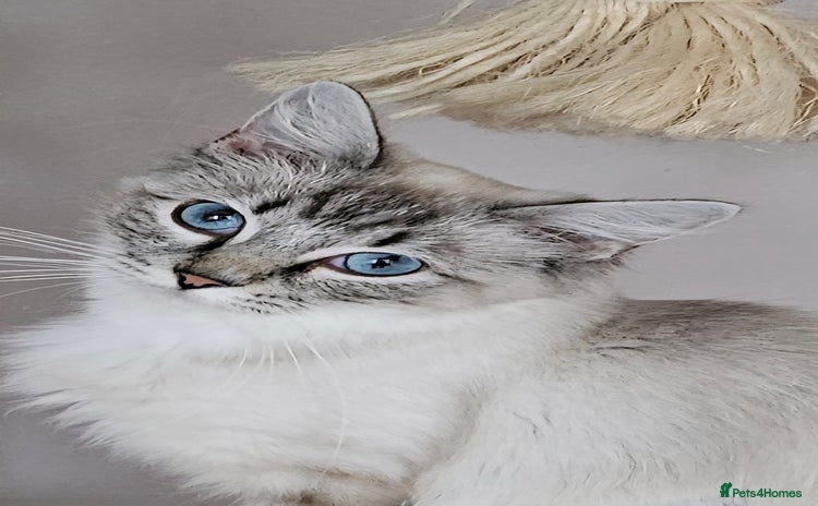 Ragdoll cats - Advert 4