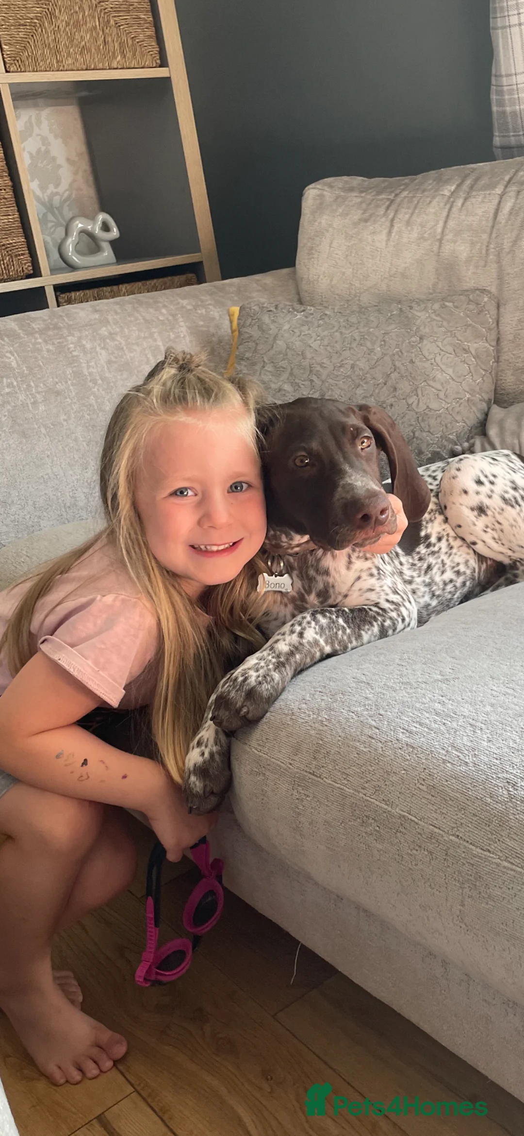 German Shorthaired Pointer dogs for stud: GSP for Stud - Advert 7