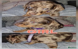 Dachshund dogs for sale: Miniature dachshunds  in Wednesbury - Image 5