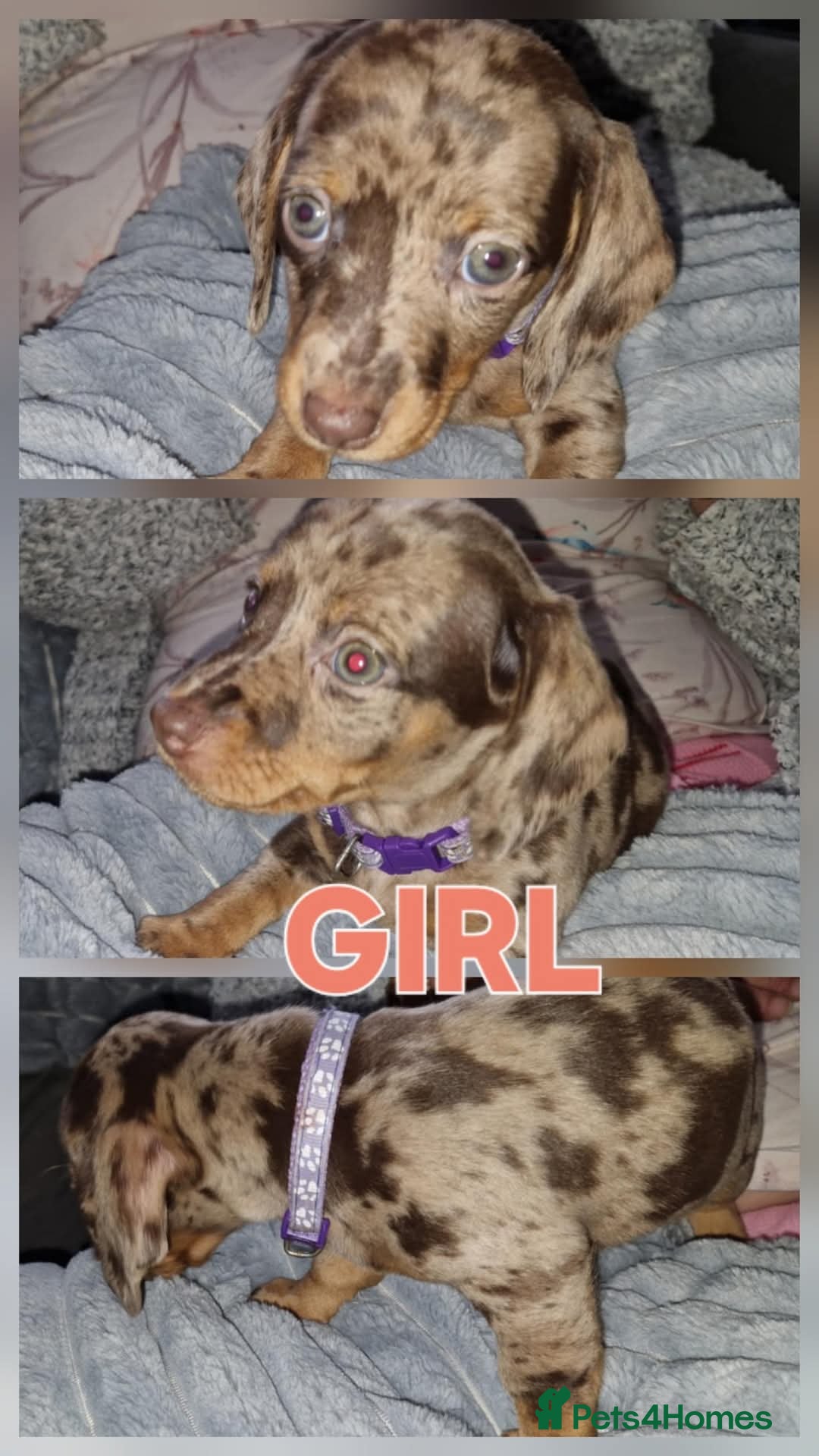 Dachshund dogs for sale: Miniature dachshunds  in Wednesbury - Image 5