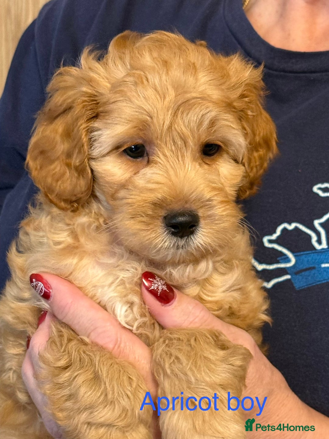 Cockapoo dogs for sale: F2Bb Cockapoo puppies  - Advert 7