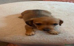 Dachshund dogs for sale: Dachshund puppies for sale - Image 13