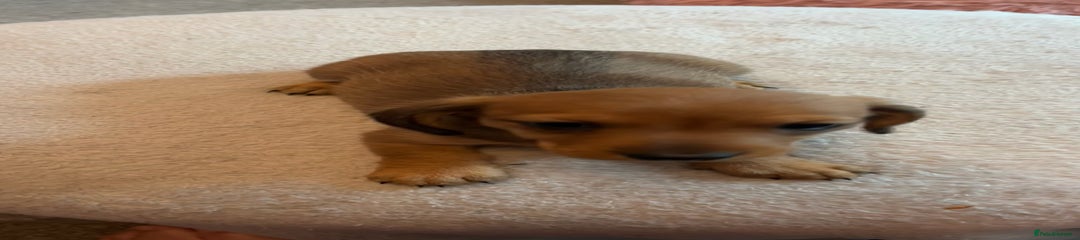 Dachshund Puppy 7 (yellow)