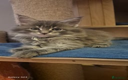 Maine Coon cats for sale: Maine Coon kittens Glasgow  - Image 17