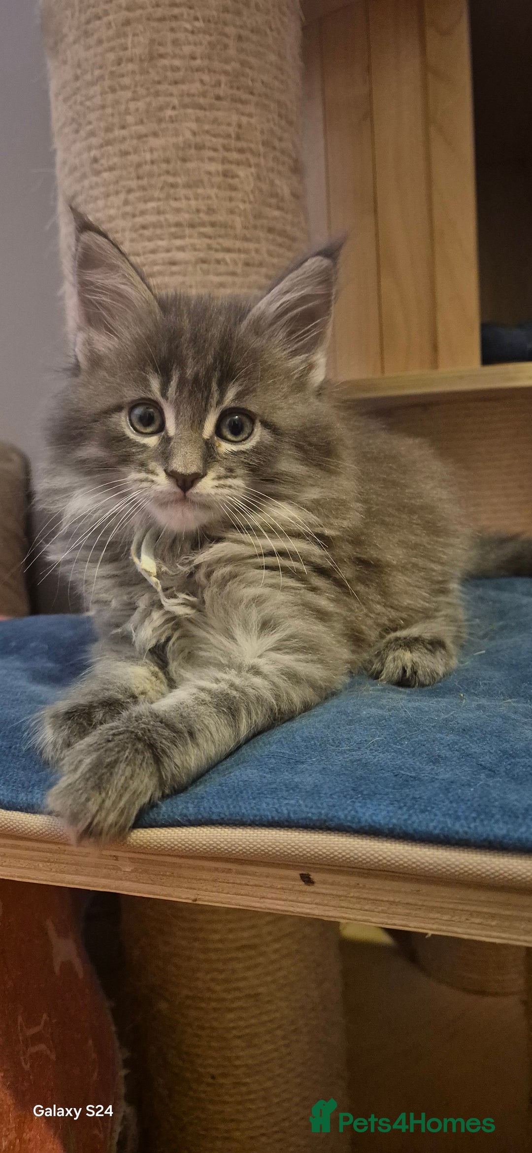 Maine Coon cats for sale: Maine Coon kittens Glasgow  - Image 17