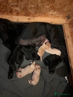 Labrador Retriever dogs - Advert 6