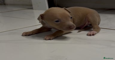 Italian Greyhound dogs - Advert 16