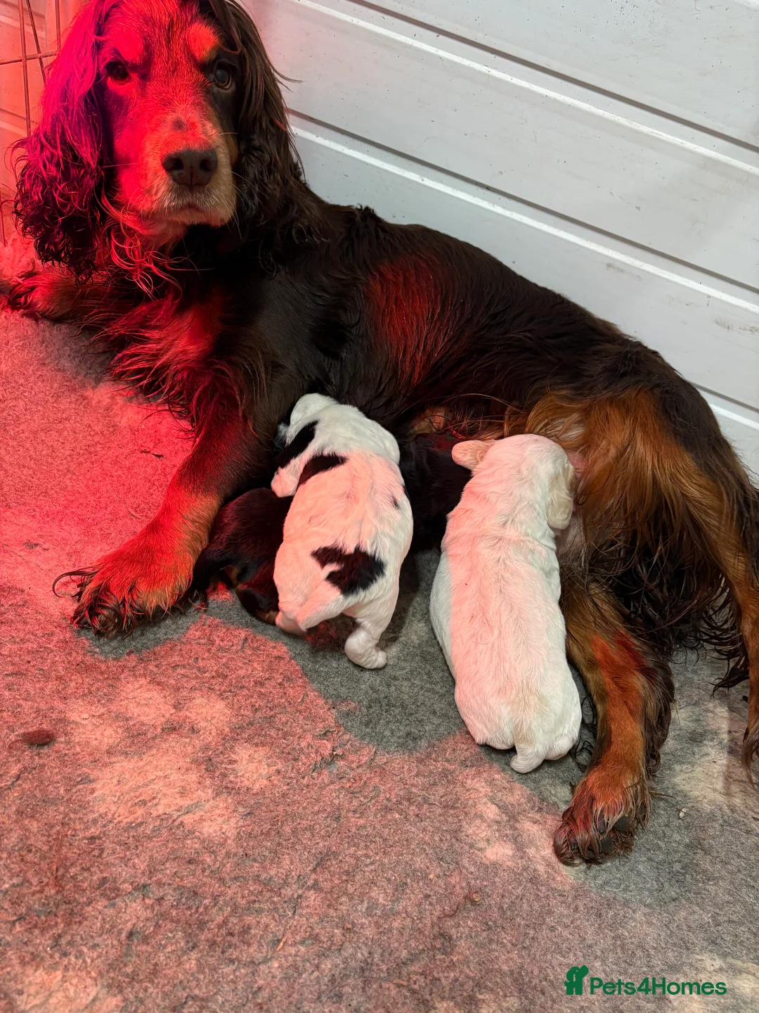 Cocker Spaniel dogs for sale: KC REG COCKER SPANIELS  - Advert 2