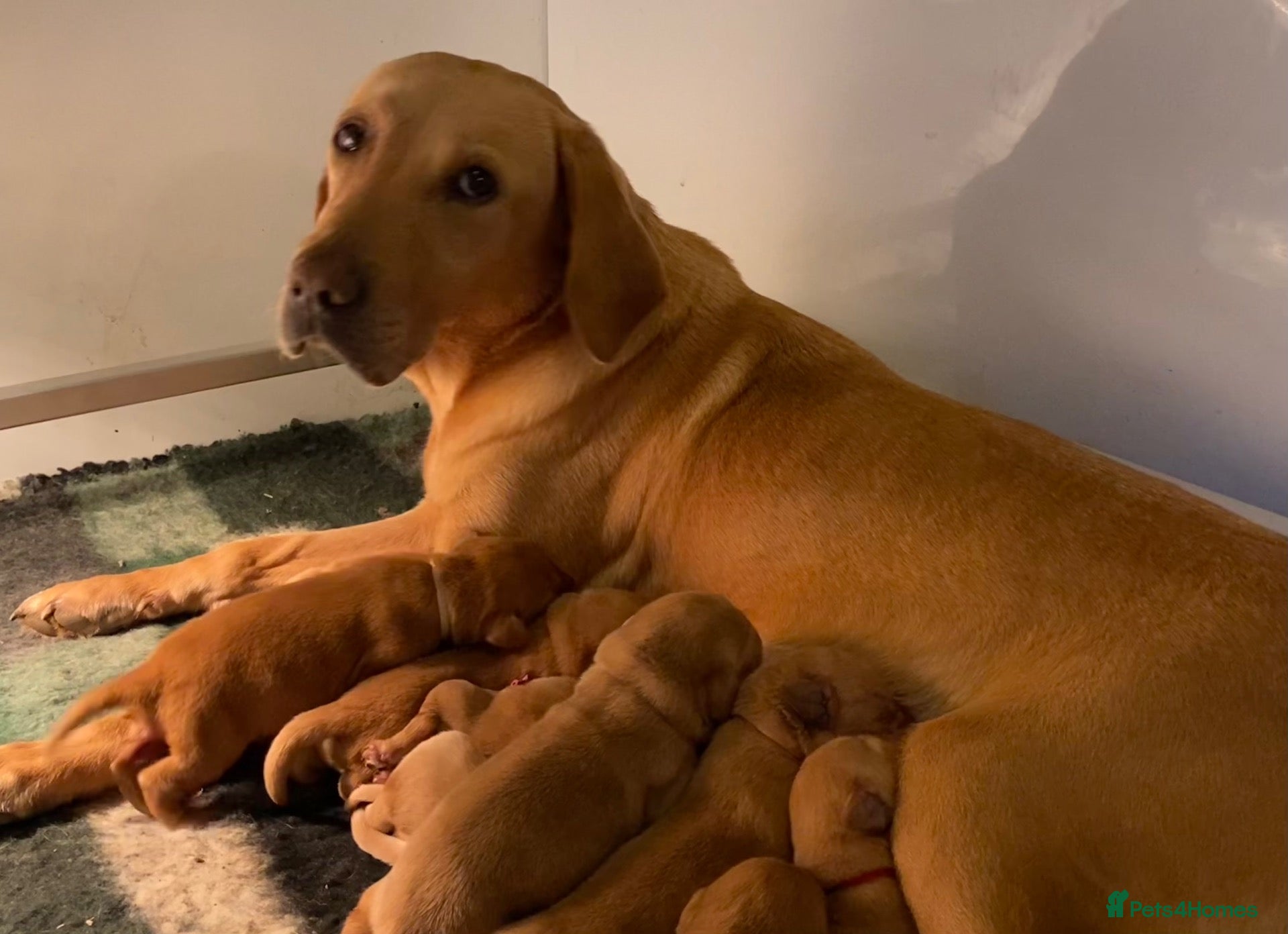 Labrador Retriever dogs for sale: EXCEPTIONALLY WELL BRED LABRADOR PUPPIES - Advert 19
