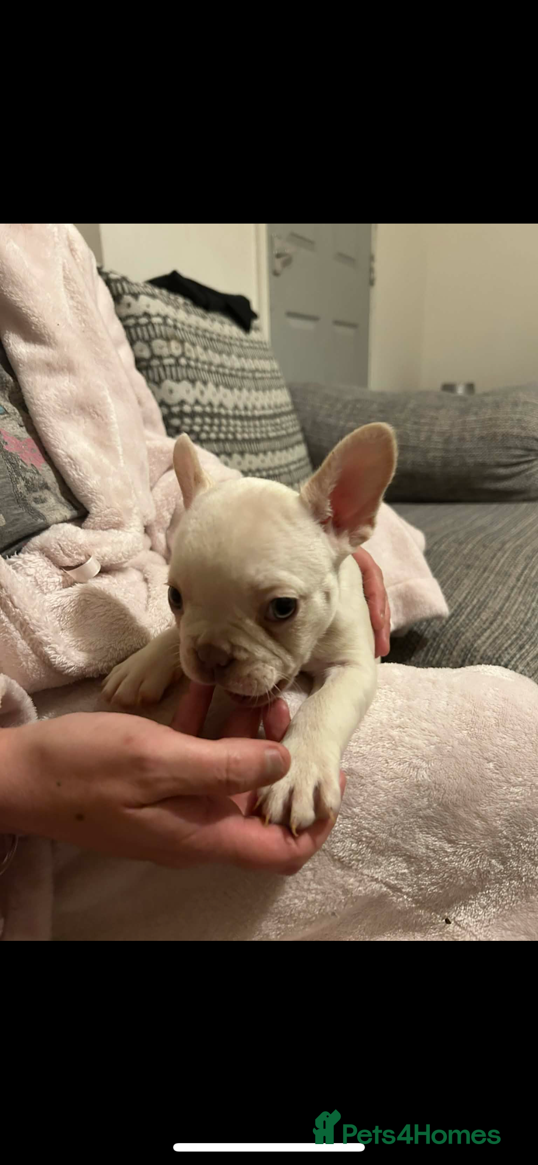 French Bulldog dogs for sale: French bulldog pups ready Now reduced‼️ - Advert 13