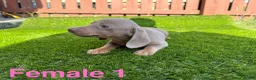 Miniature Dachshund dogs for sale: ❤️Adorable Isabella Miniature Dachshund Puppies 🐶 - Advert 7