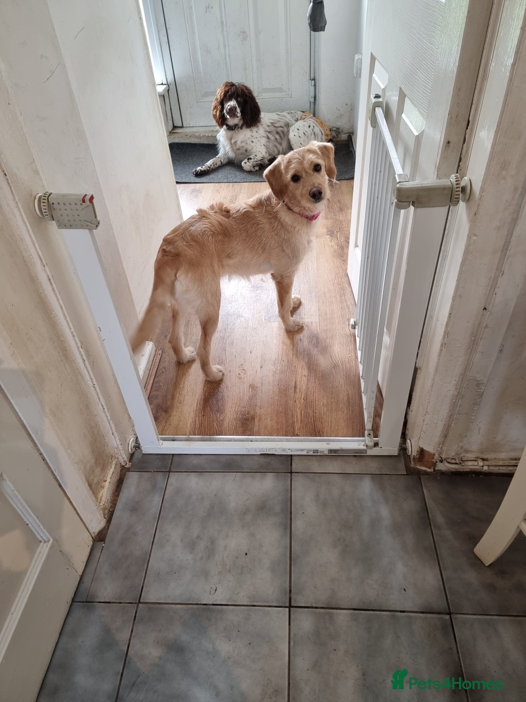 Labradoodle dogs for sale: Labradoodle Rosa   - Advert 2