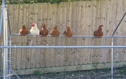 Chickens poultry for sale: Chickens - Image 2