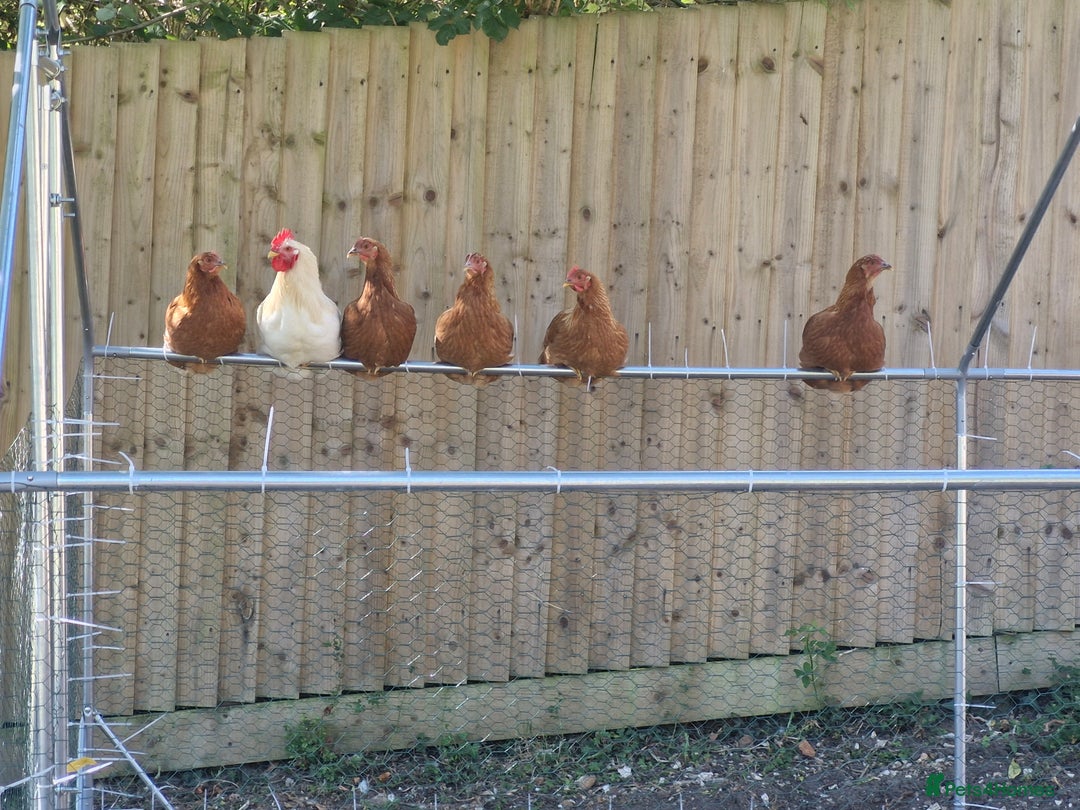 Chickens poultry for sale: Chickens - Image 2