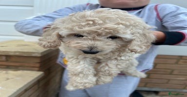 Cockapoo dogs - Advert 3