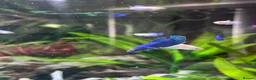 Bettas fish for sale: Mixed betta fish  - Advert 34