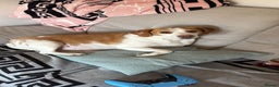 Beagle dogs for sale: 4 year old Beagle - Advert 3