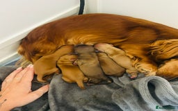 Miniature Dachshund dogs for sale: Beautiful Long Hair KC Reg miniature Dashunds  - Image 8