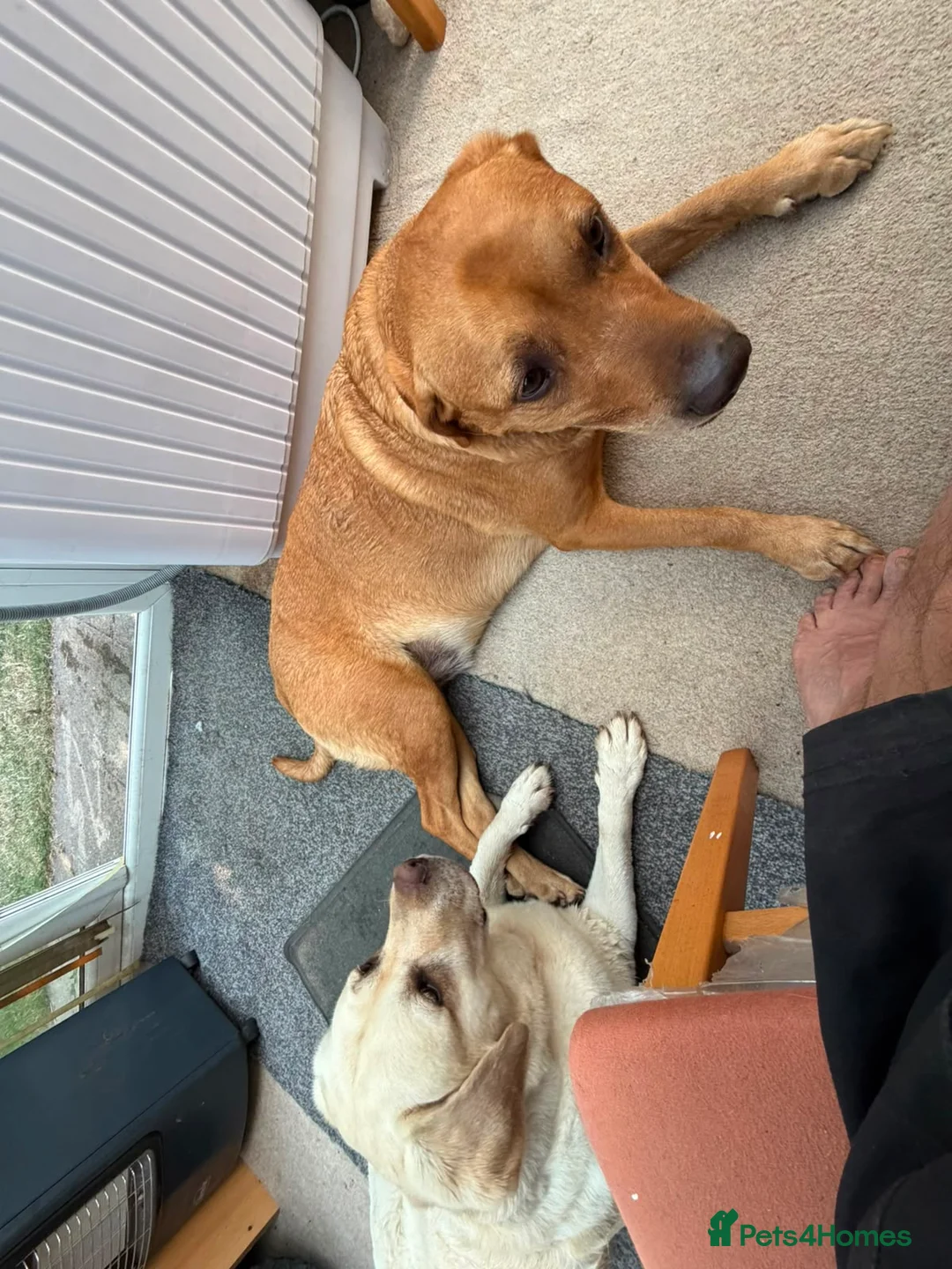 Labrador Retriever dogs for adoption: HUNTER IS A HANDSOME, SWEET FOX RED LABRADOR  - Advert 10