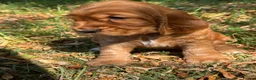 Cocker Spaniel dogs for sale: ❤️ BEAUTIFUL TRUE SHOWTYPE COCKER SPANIEL ❤️  - Advert 6
