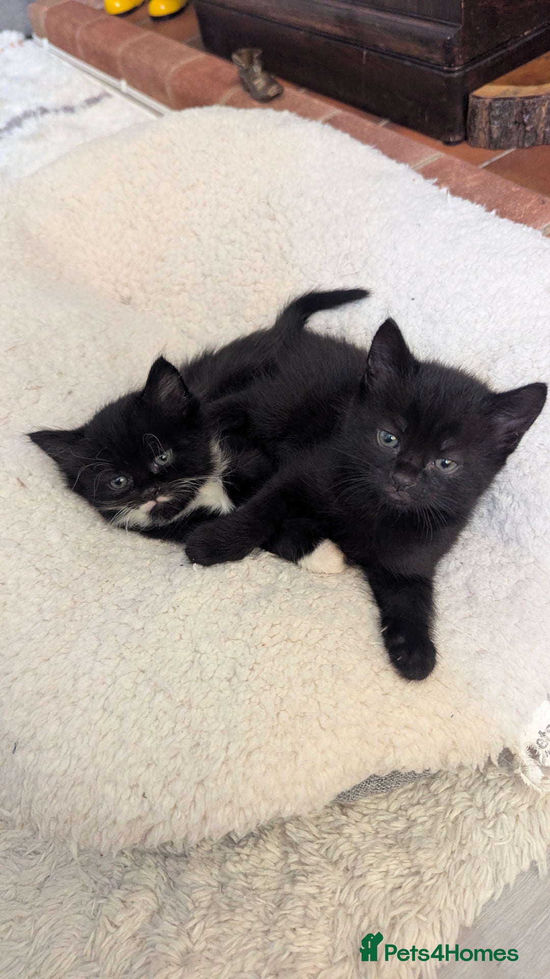 European cats for sale: 5 European shorthair kittens  - Image 7