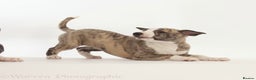 Whippet dogs for sale: Adorable kennel Club registered little Girl  - Advert 8