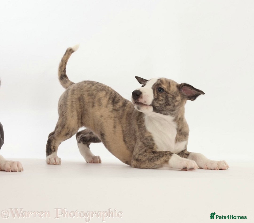 Whippet dogs for sale: Adorable kennel Club registered little Girl  - Advert 8