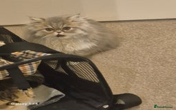 Exotic cats for sale: Exotic longhair and short hair kittens  - Image 39