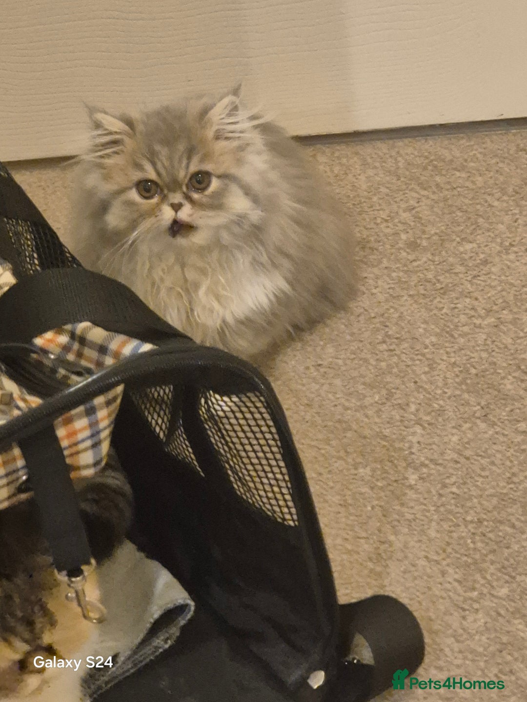 Exotic cats for sale: Exotic longhair and short hair kittens  - Image 39