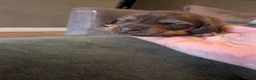 Miniature Dachshund dogs for sale: Beautiful Miniature Dachshund Puppies   - Advert 25
